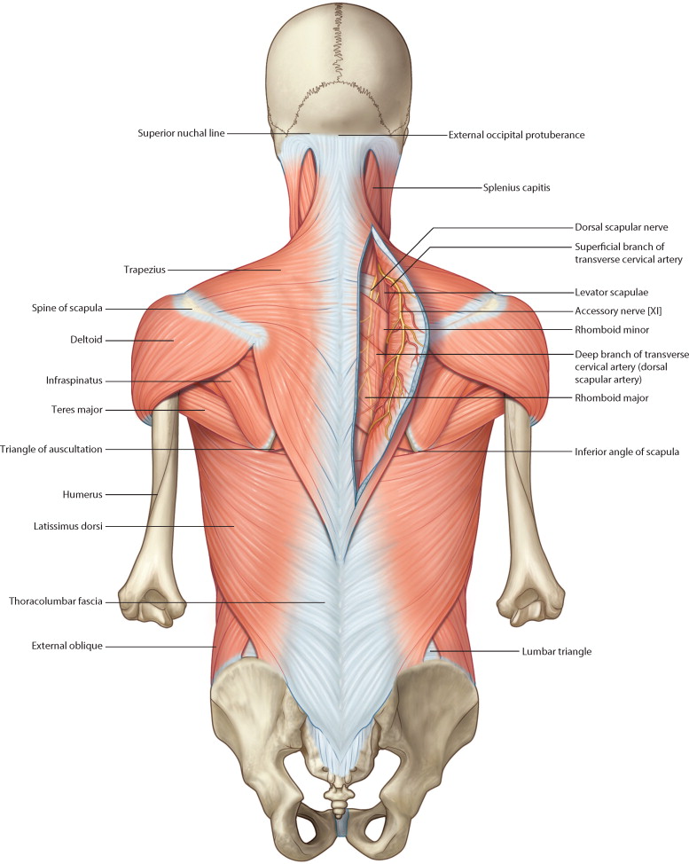 back muscles.jpg
